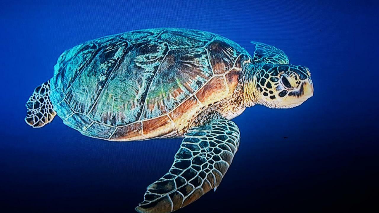 Jepun Bungalows Gili Meno Eksteriør billede